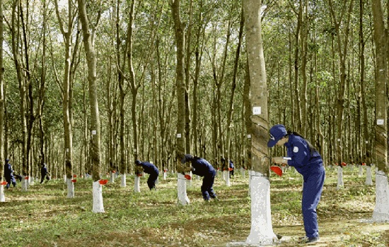 Giá cao su xuất khẩu giảm liên tiếp